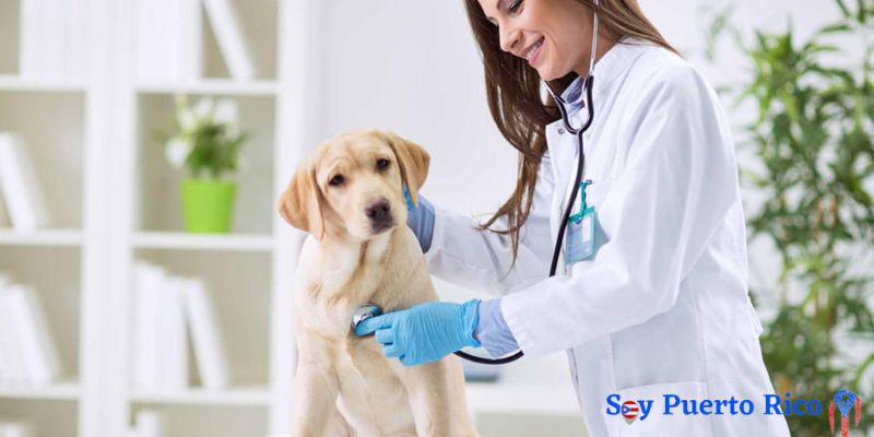 Veterinaria Cerca de Mi en Puerto Rico
